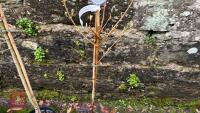 1 ACER CAMPESTRE 'WILLIAM CALDWELL' TREE - 3