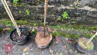 1 ACER CAMPESTRE 'WILLIAM CALDWELL' TREE - 4