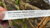 1 ACER CAMPESTRE 'WILLIAM CALDWELL' TREE - 5