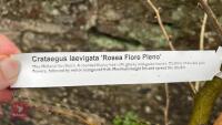 CRATAEGUS LAEVIGATA 'ROSEA FLORA PLENO' - 5