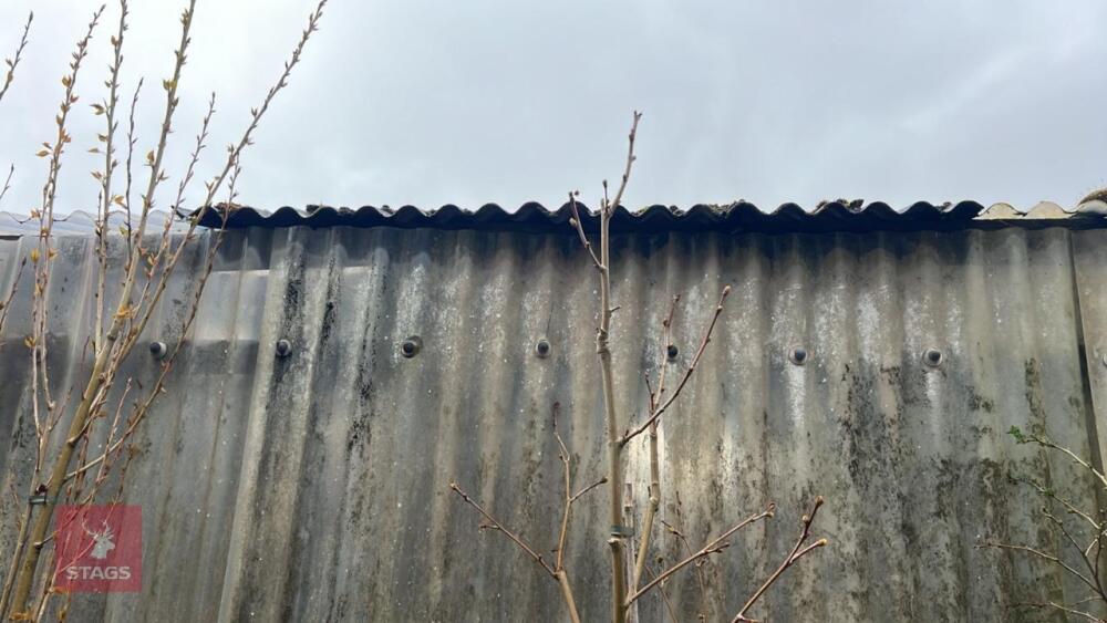 PLATANUS X HISPANICA 'SUTTNERI'