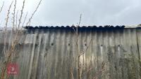 PLATANUS X HISPANICA 'SUTTNERI'