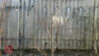 PLATANUS X HISPANICA 'SUTTNERI' - 2
