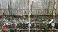 PLATANUS X HISPANICA 'SUTTNERI' - 3