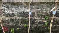 PLATANUS X HISPANICA 'SUTTNERI' - 4