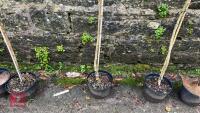 PLATANUS X HISPANICA 'SUTTNERI' - 5