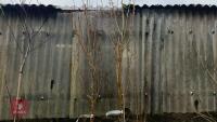 2 POPULUS NIGRA VAR. ITALICA - 2