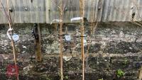 2 POPULUS NIGRA VAR. ITALICA - 3