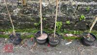 2 POPULUS NIGRA VAR. ITALICA - 4