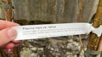 2 POPULUS NIGRA VAR. ITALICA - 5