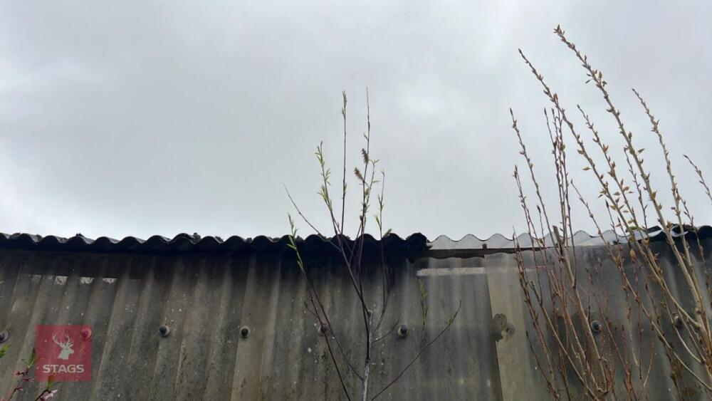 SALIX ACUTIFOLIA 'BLUE STREAK'