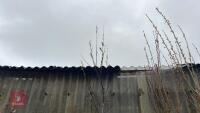 SALIX ACUTIFOLIA 'BLUE STREAK'