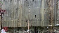 SALIX ACUTIFOLIA 'BLUE STREAK' - 2