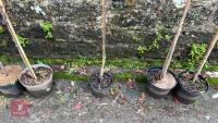 SALIX ACUTIFOLIA 'BLUE STREAK' - 4
