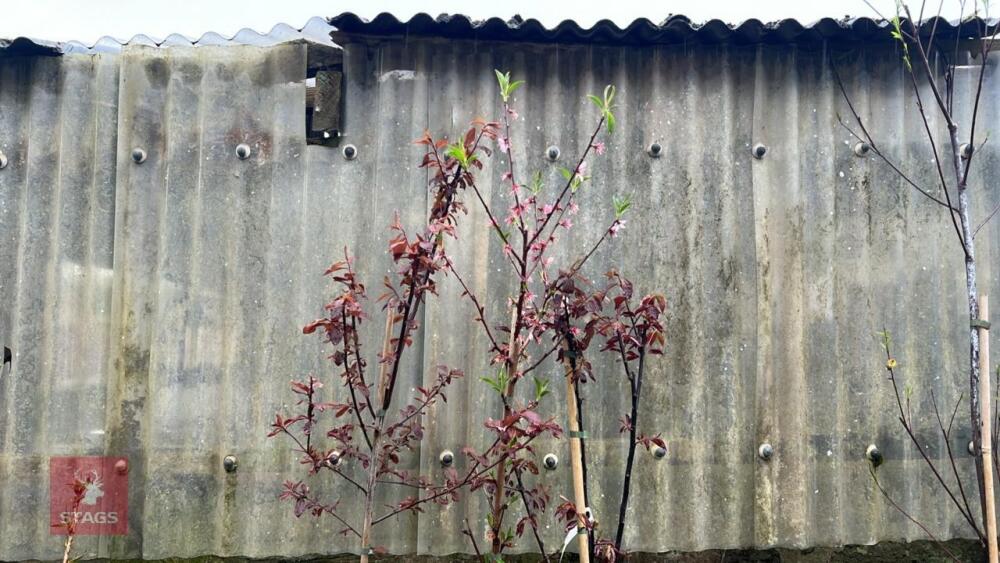 3 PRUNUS TREES