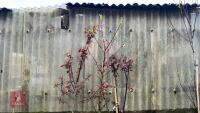 3 PRUNUS TREES