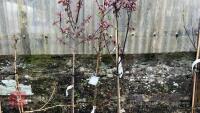 3 PRUNUS TREES - 2