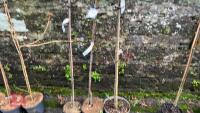 3 PRUNUS TREES - 3