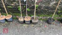 3 PRUNUS TREES - 4