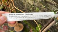 3 PRUNUS TREES - 5