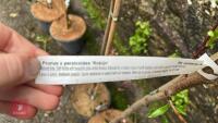 3 PRUNUS TREES - 6