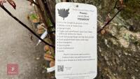 3 PRUNUS TREES - 7