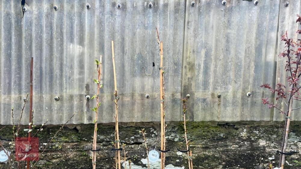4 PRUNUS TREES