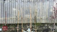 4 PRUNUS TREES