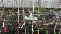 4 PRUNUS TREES - 2