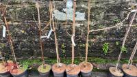 4 PRUNUS TREES - 3