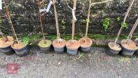 4 PRUNUS TREES - 4