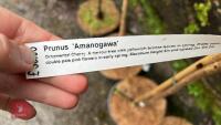 4 PRUNUS TREES - 5