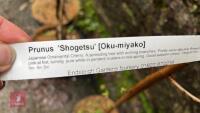 4 PRUNUS TREES - 6