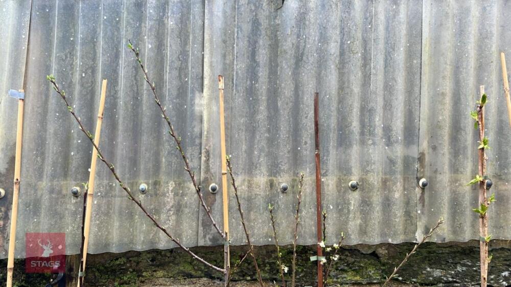 2 FRUIT TREES