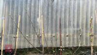 2 FRUIT TREES