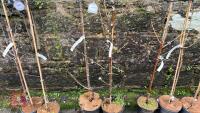 2 FRUIT TREES - 3