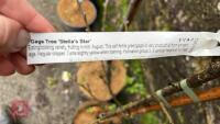 2 FRUIT TREES - 5