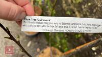 2 FRUIT TREES - 6