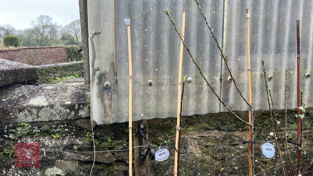2 APPLE TREES