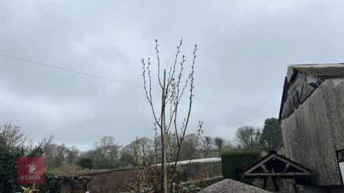 1 BETULA UTILIS 'PRATTII'