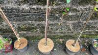 CASTANEA SATIVA TREE - 3