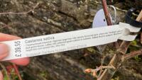 CASTANEA SATIVA TREE - 4