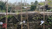 2 COOKING APPLE TREES - 2