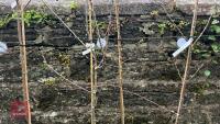 2 COOKING APPLE TREES - 3