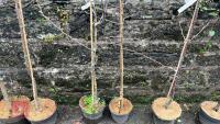 2 COOKING APPLE TREES - 4