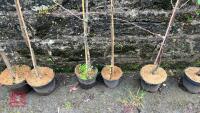 2 COOKING APPLE TREES - 5