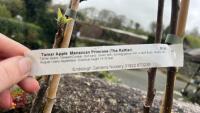 2 COOKING APPLE TREES - 6