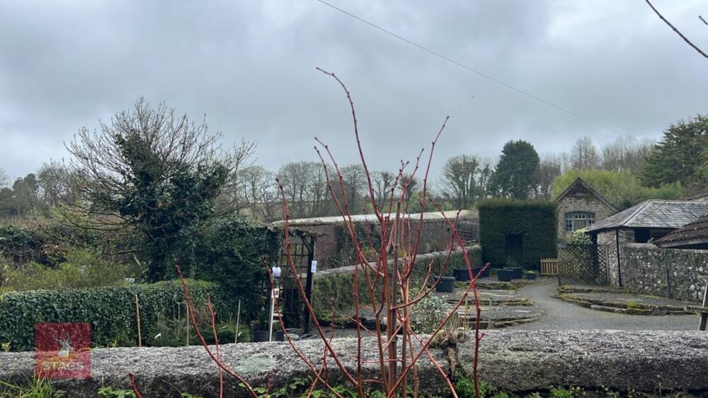 TILIA CORDATA 'WINTER ORANGE' TREE