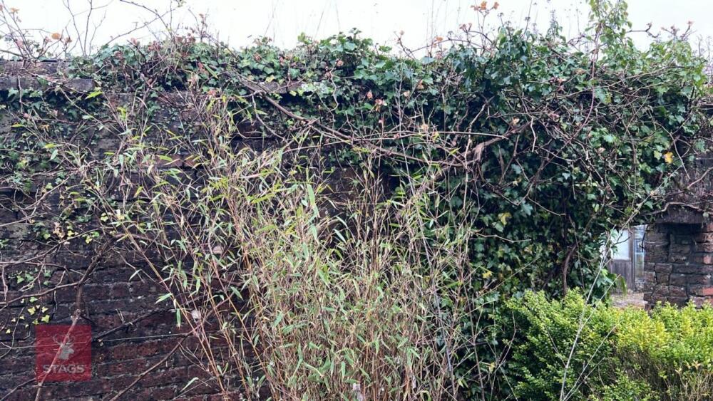 3 MIXED BAMBOOS