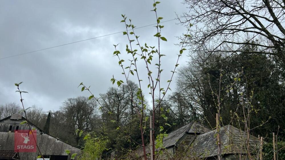 2 BETULA PENDULA TREES